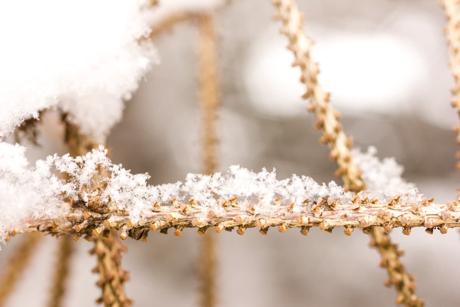 Snow covered pine branch