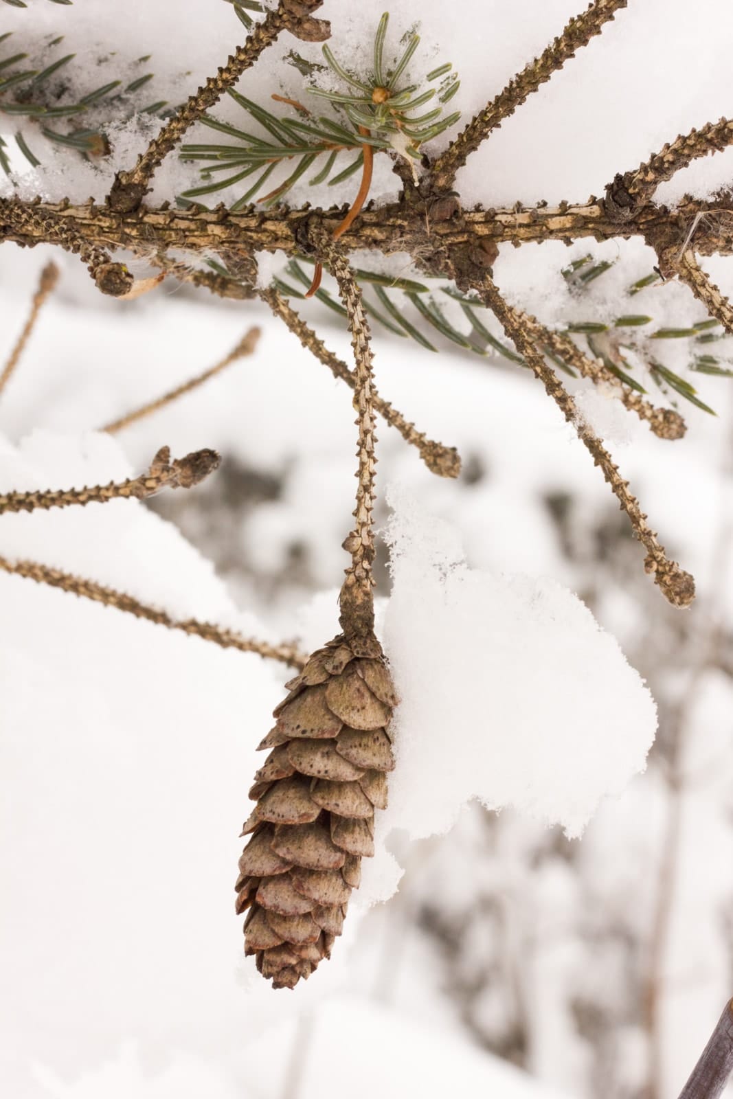 Snow covered pine cone