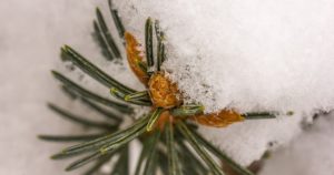 Pine cone with snow covering it - Let It Snow