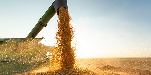 Combine loading corn in cart